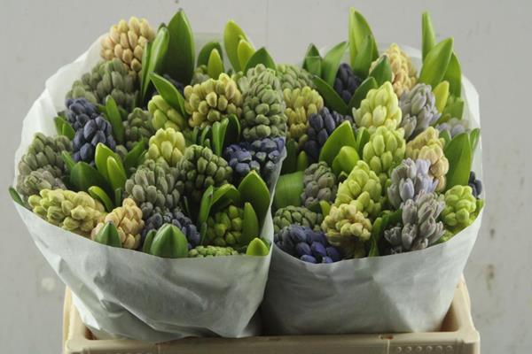 <h4>Hyacinthus 4 colour mix in bucket</h4>