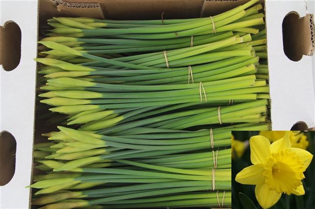 <h4>Narcissus si dutch master (per bunch/no leaves)</h4>