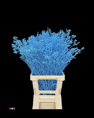 <h4>Waxflower Light Blue</h4>