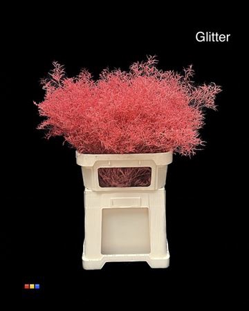Limonium Coral + Glitter Bio