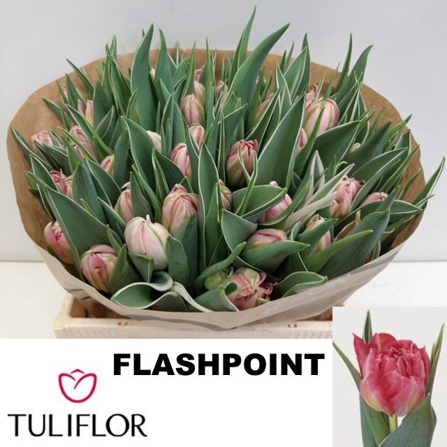 <h4>Tulipa dubb. (Double Early Grp) Fla</h4>