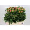 Paeonia Coral Sunset