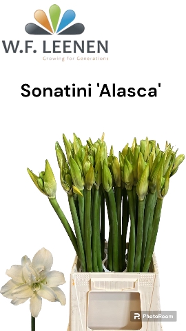 Sonatini Alasca 995