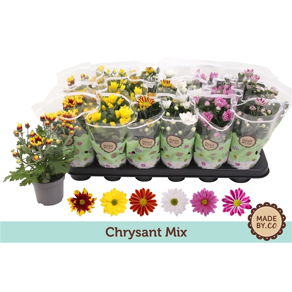 <h4>Chrysant Mix</h4>