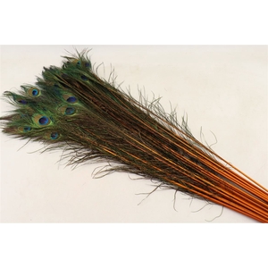 Feather Peacock L90