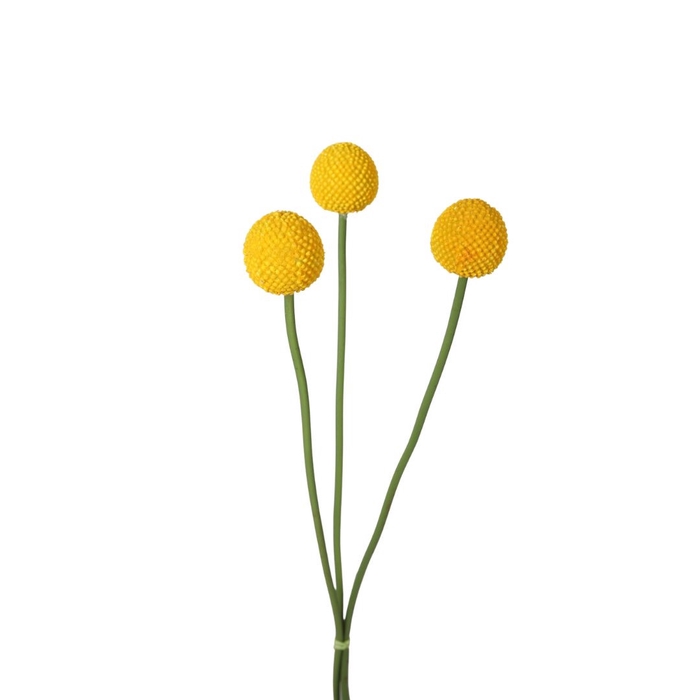 <h4>Artificial flowers Craspedia globosa 55cm</h4>