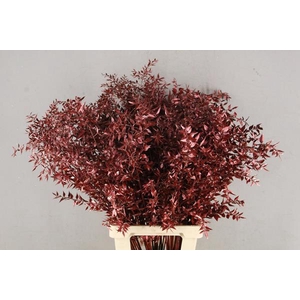 Df Ruscus 70cm Bs Metal.red