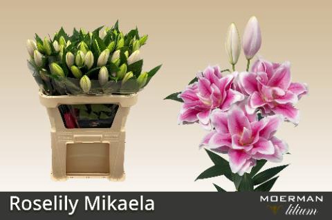 <h4>Lilium (oriental Grp) Dubbel Roselily Mikaela</h4>