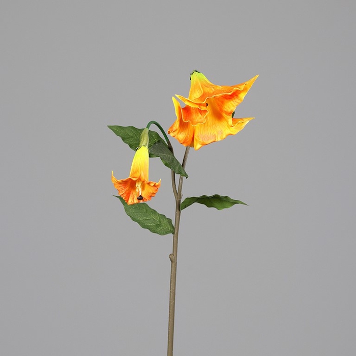 <h4>Brugmansia 120cm orange- yellow</h4>