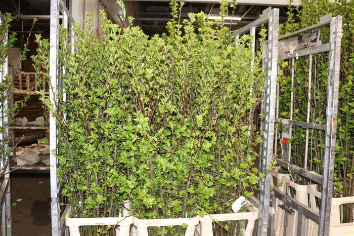<h4>Malus Apple Blossom Red Sentinel 150cm Extra</h4>