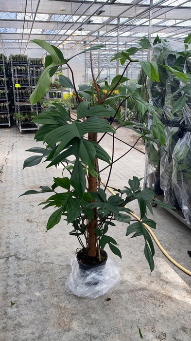 Philodendron Florida Beauty Green 24Ø 160cm