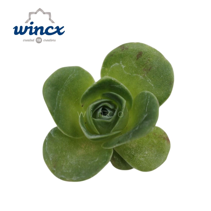 <h4>Greenovia Diplocycla Cutflower Wincx-5cm</h4>