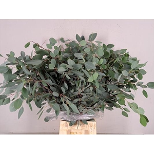Eucalyptus Populus Bs 300g