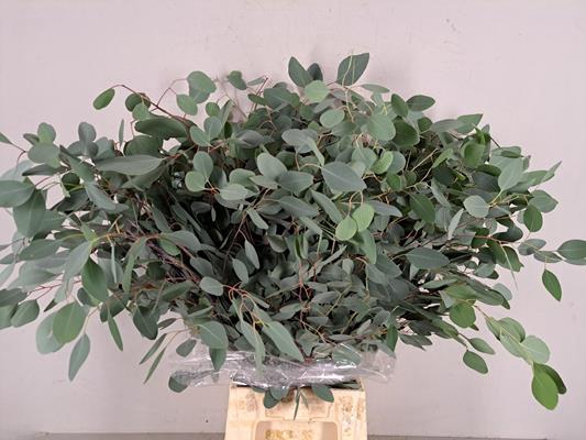 <h4>Eucalyptus Populus Bs 300g</h4>