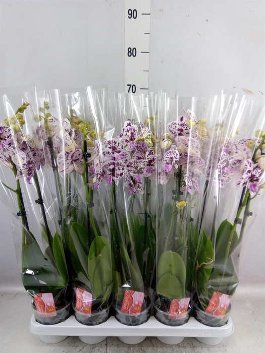 <h4>Phalaenopsis  'FC Speechless Elega'</h4>