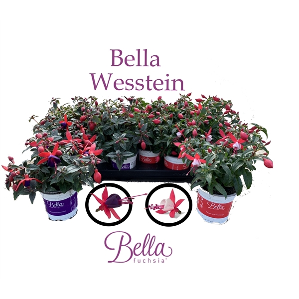 <h4>Bella Fuchsia Gemengd Staand</h4>