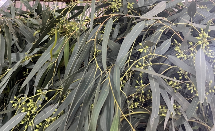 Greens - Eucalyptus Nicholii Long 300g (p/bnch)