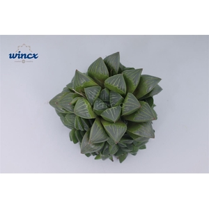 Haworthia retusa cutflower wincx-8cm