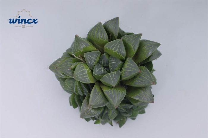 <h4>Haworthia retusa cutflower wincx-8cm</h4>
