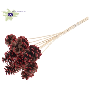 Pine cone 5-7cm on stem Red Tipped