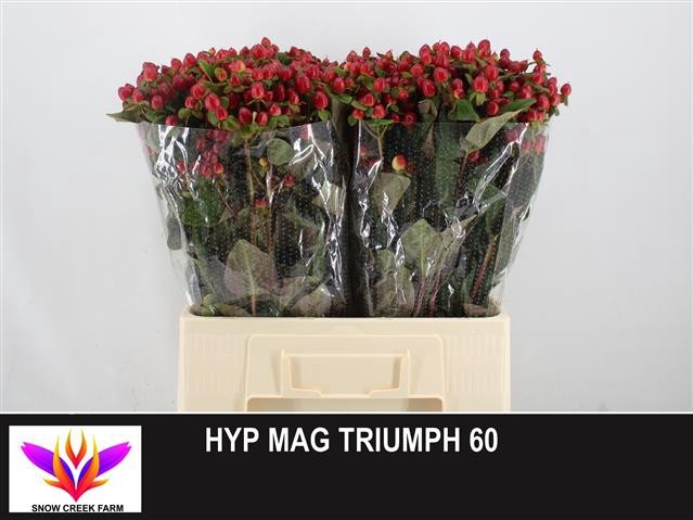 HYP MAG TRIUMPH