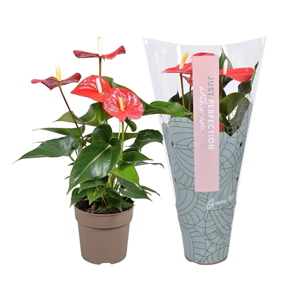 <h4>Anthurium Everio ''Just perfection®'' (XL-Flowers)</h4>