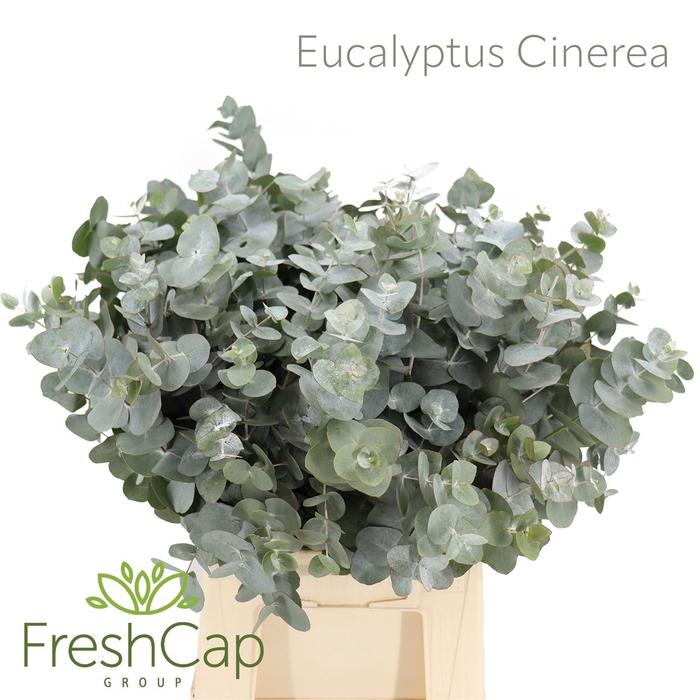 <h4>Eucalyptus Cinerea 270</h4>