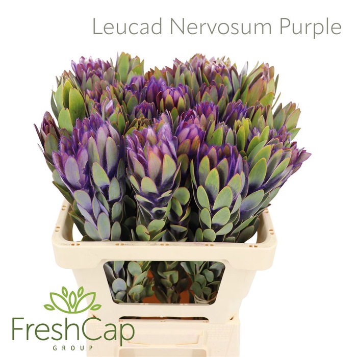 <h4>Leucad Nervosum Purple</h4>