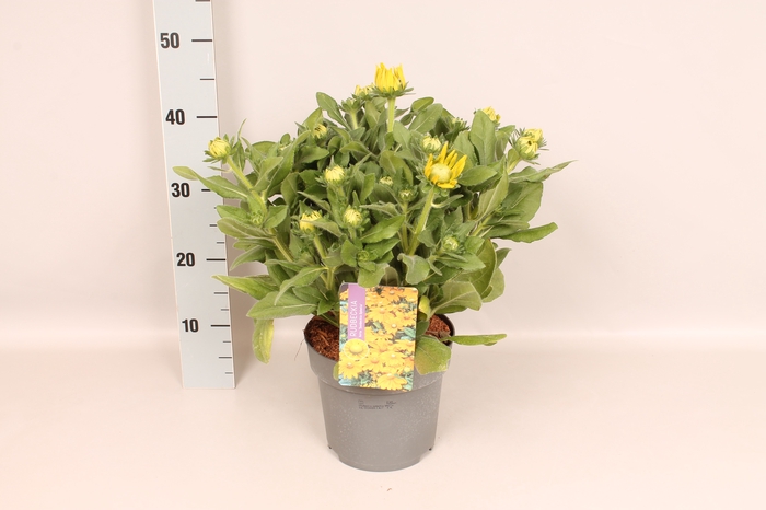 vaste planten 19 cm  Rudbeckia Summerina Ophelia