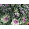 Brassica Purple