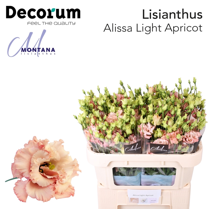 <h4>Lisianthus Alissa light apricot 70cm</h4>