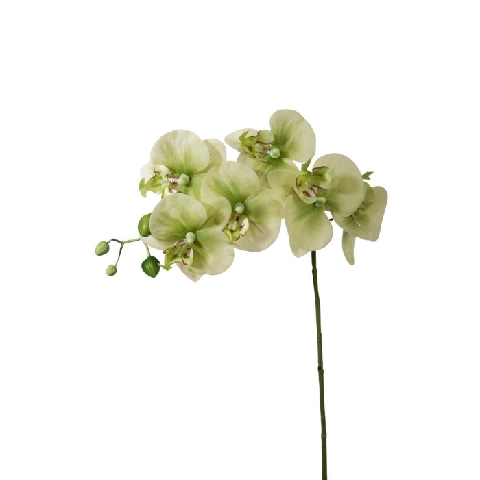 <h4>Kunstbloemen Phalaenopsis 68cm</h4>