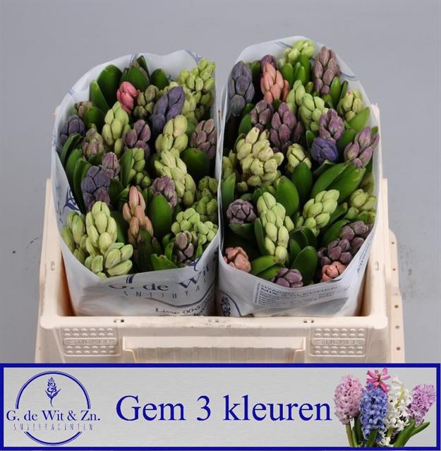 <h4>Hyacinthus 3 colour mix in bucket</h4>