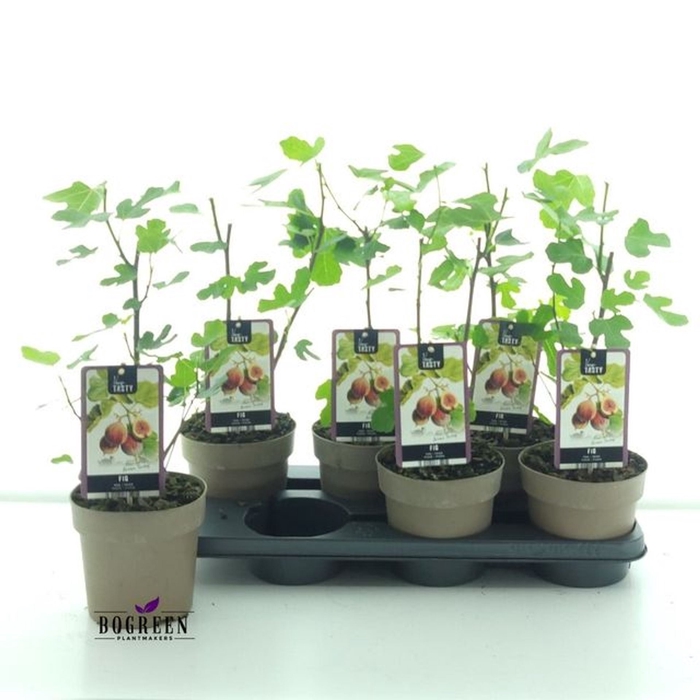 <h4>Overig bome. Ficus carica Brown Tur</h4>