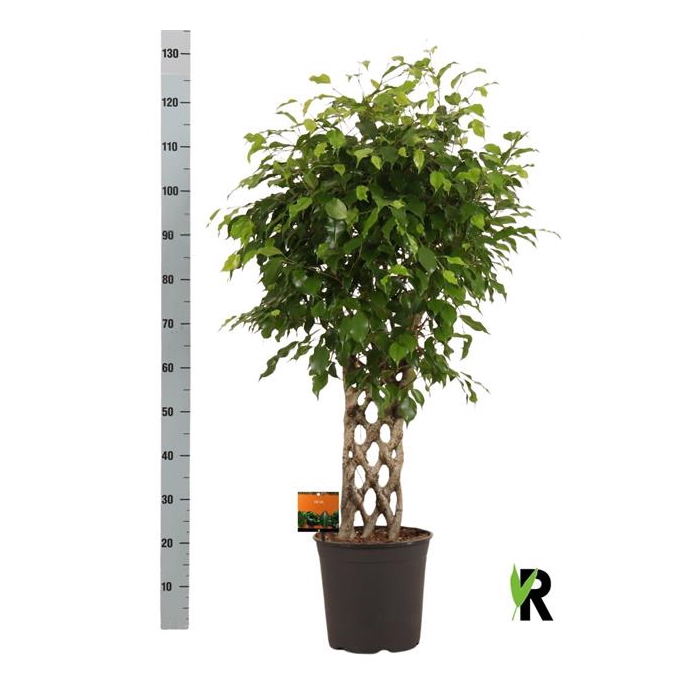 <h4>Ficus benjamina Exotica 27Ø 110cm 1pp</h4>