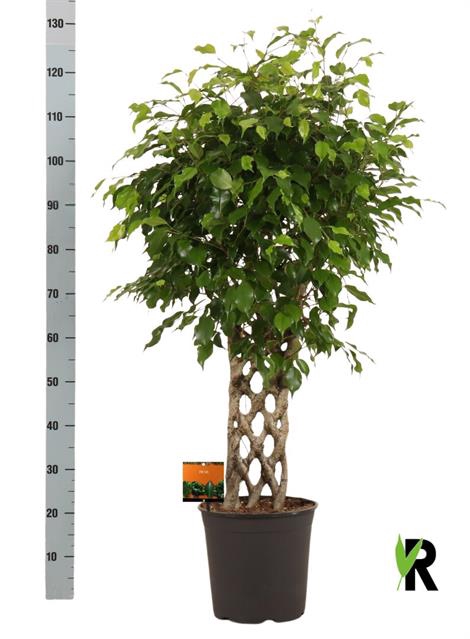 Ficus benjamina Exotica 27Ø 110cm 1pp