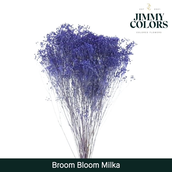 <h4>Broom bloom Milka</h4>
