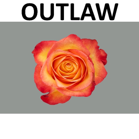 <h4>R GR OUTLAW! Boxes (S)</h4>
