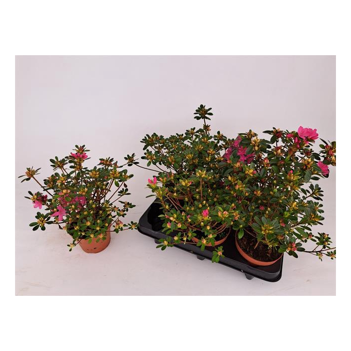 <h4>Rhododendron Japanse Azalea Geisha Pink 14Ø 22cm 20Ø</h4>