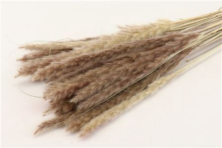 <h4>Dried Fluffy Pampas Natural Bunch</h4>
