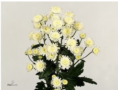 Chrysanthemum spray Stallion (Holanda)