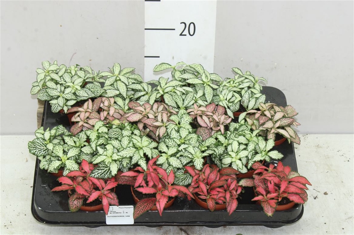 <h4>Fittonia Mix</h4>