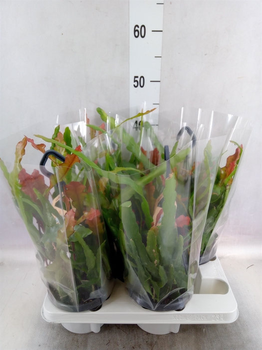 <h4>Epiphyllum anguliger</h4>