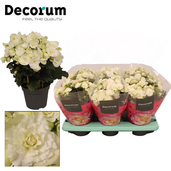 Begonia ''joy white'' Decorum