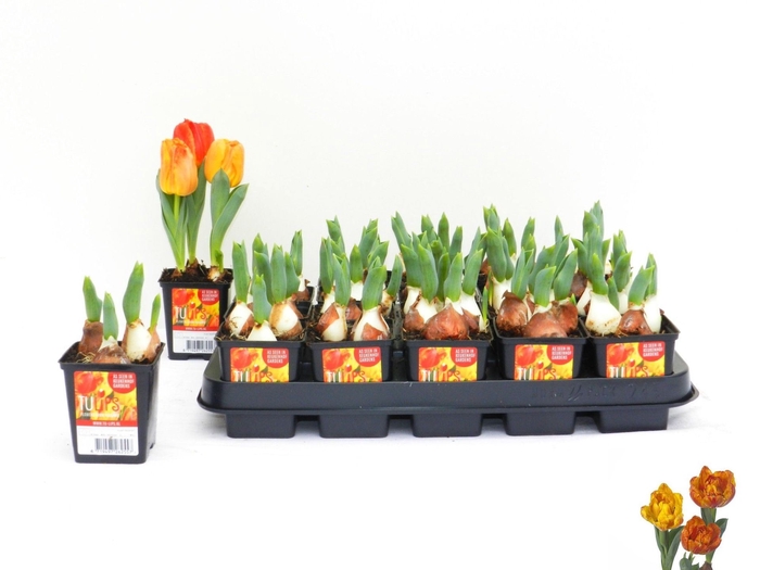 <h4>Tulipa (Double Early Grp) Flaming B</h4>