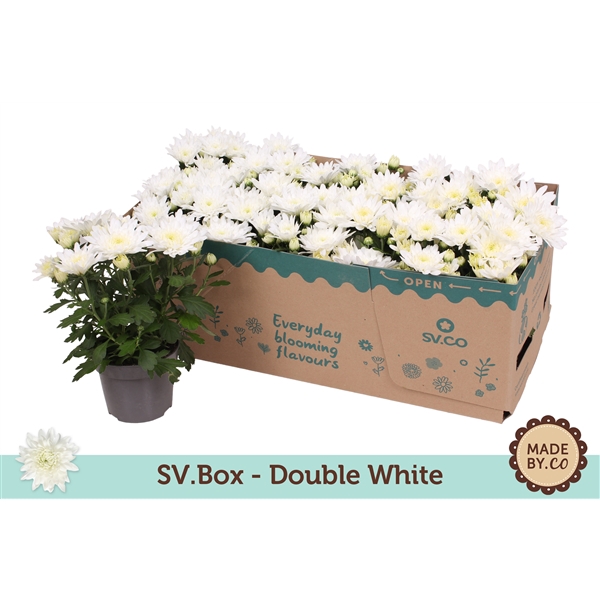 <h4>Chrysant Double White in SV.Box</h4>
