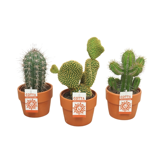 <h4>Cactus mix in 12 cm 'Terracotta Kraagpot'</h4>