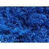 Solidago Blue 80cm