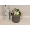 vaste planten 19 cm  Hosta Wide Brim afd.1 