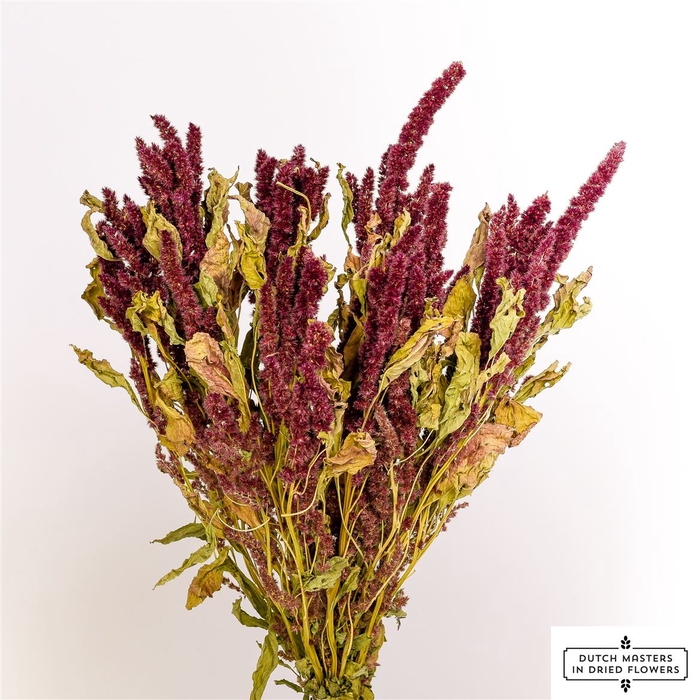Dried Amaranthus Red Bunch